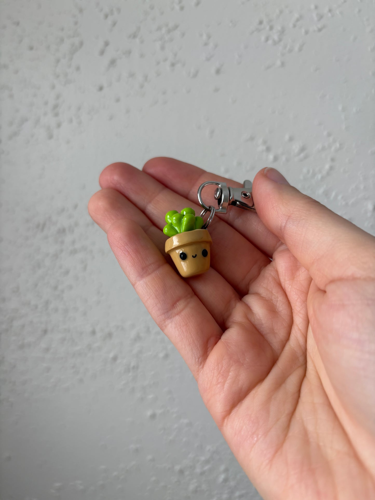 Cute Potted Succulent