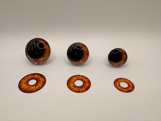 Brown Iris