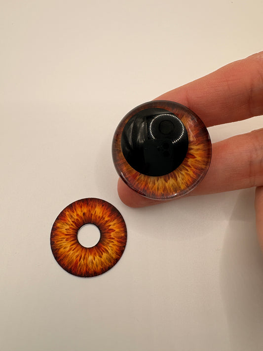 Brown Iris