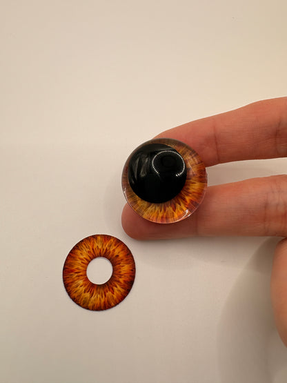 Brown Iris